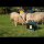 horizont 12 V / 230 V Weidezaungerät - farmer® AN500